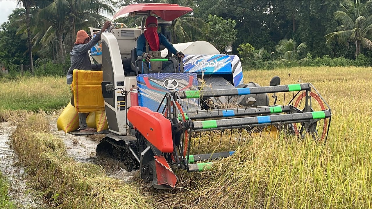 Ngày đầu vụ của a máy cắt lúa kubota dc70