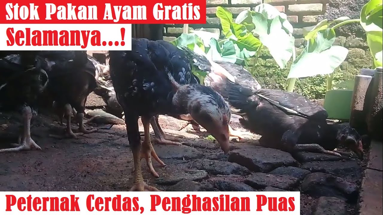 PAKAN GRATIS SELAMANYA || Peternak Cerdas Ciptakan Pakan Ayam Berkesinambungan