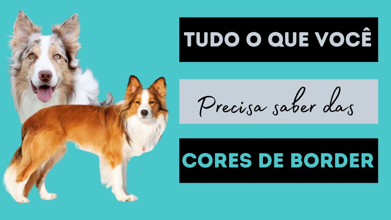 As cores do Border Collie! Você sabia disso?