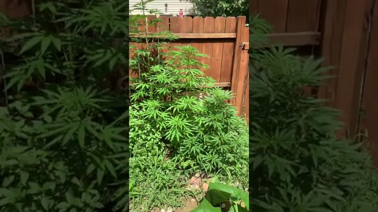 Outdoor Weed Garden New Strain  #shorts