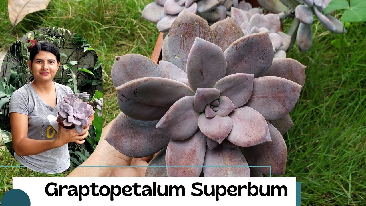 QUE hacer para que crezca y se multiplique la Graptopetalum Superboom
