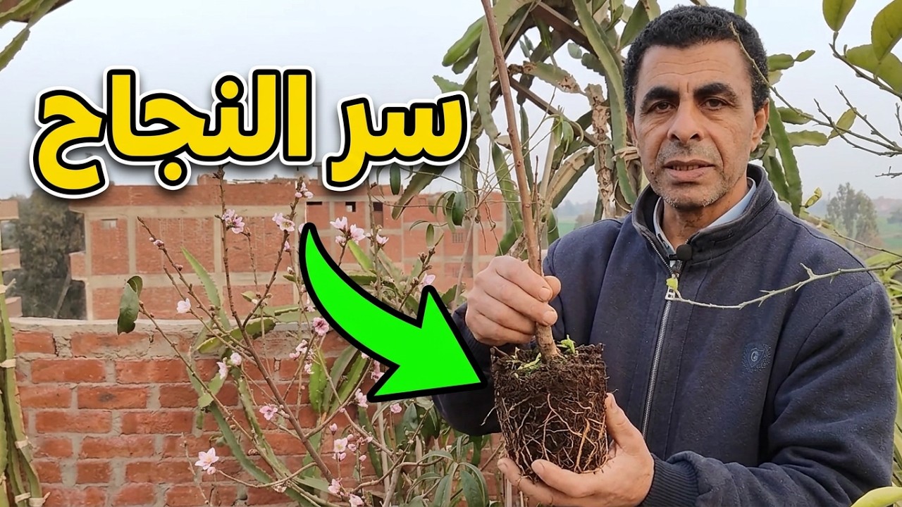 زراعة شجرة الخوخ Peach tree cultivation