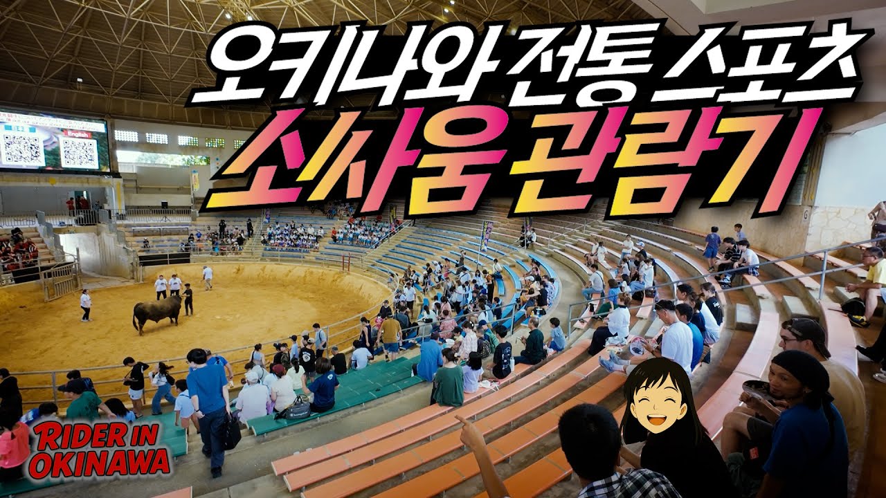 오키나와의 귀여운 로컬 스포츠 소싸움 관람기 [라이더 인 오키나와 2]🇯🇵