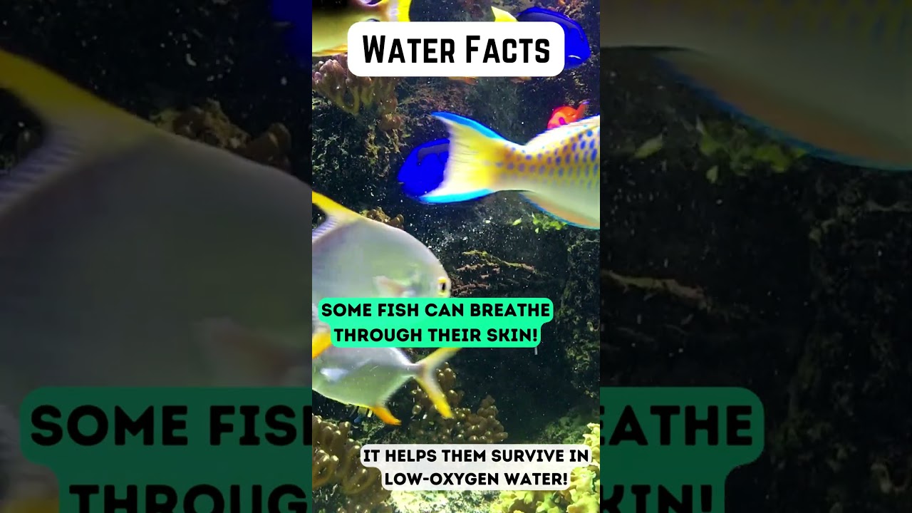 Fish Facts 
