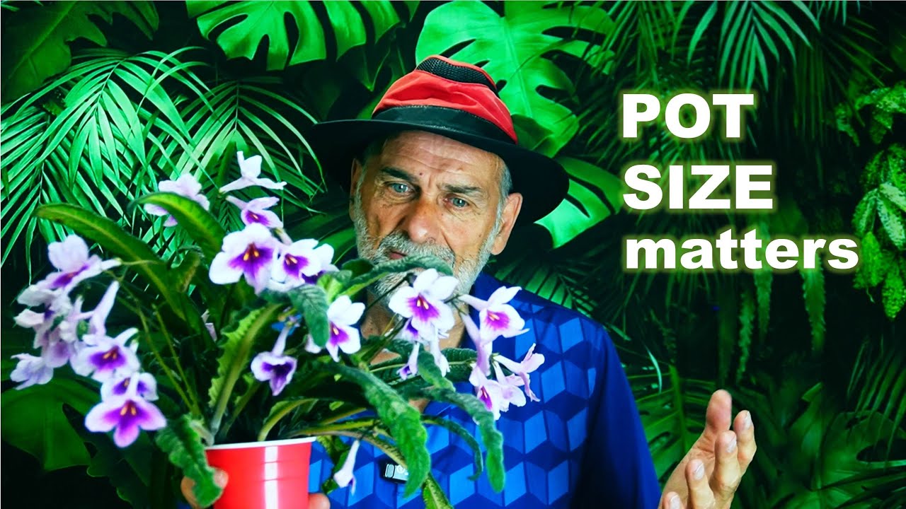 What's the PERFECT Pot Size for Your Streptocarpus Plant?