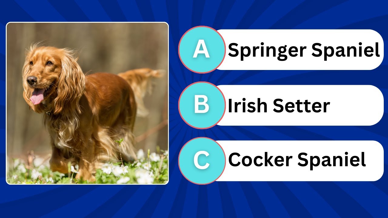 Guess the Dog Breed by Picture | Multiple Choice Quiz