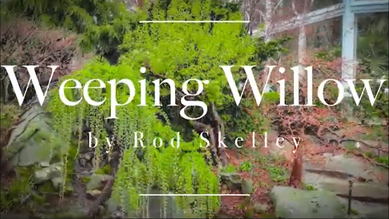 Rod Skelley - Weeping Willow (Tranquility) - Official Video