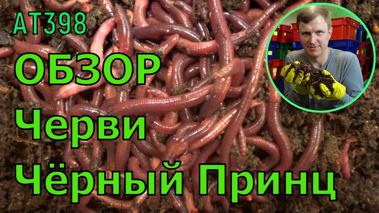 АТ398 черви Чёрный Принц ОБЗОР ИП Ткаченко Андрей Сергеевич