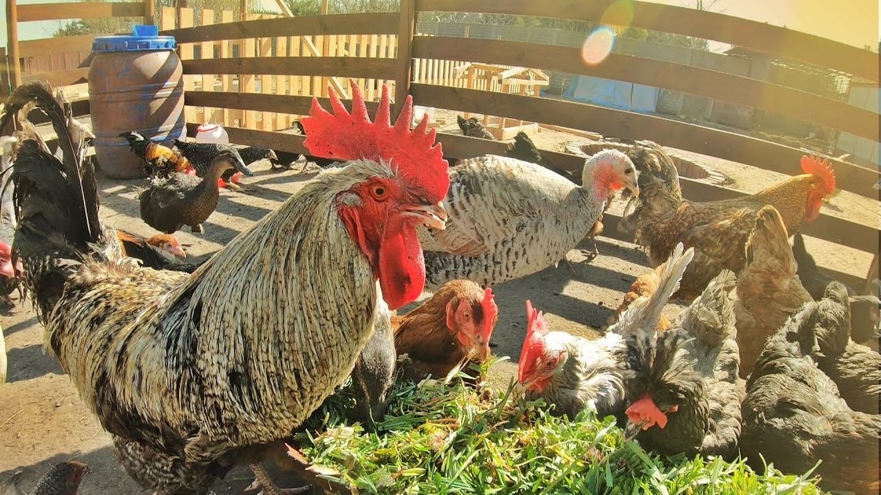 🐓 SŁONECZNY PORANEK NA WSI 🐓 + toaletka dla kur 🚽 MOJE MINI ZOO / odc. 191