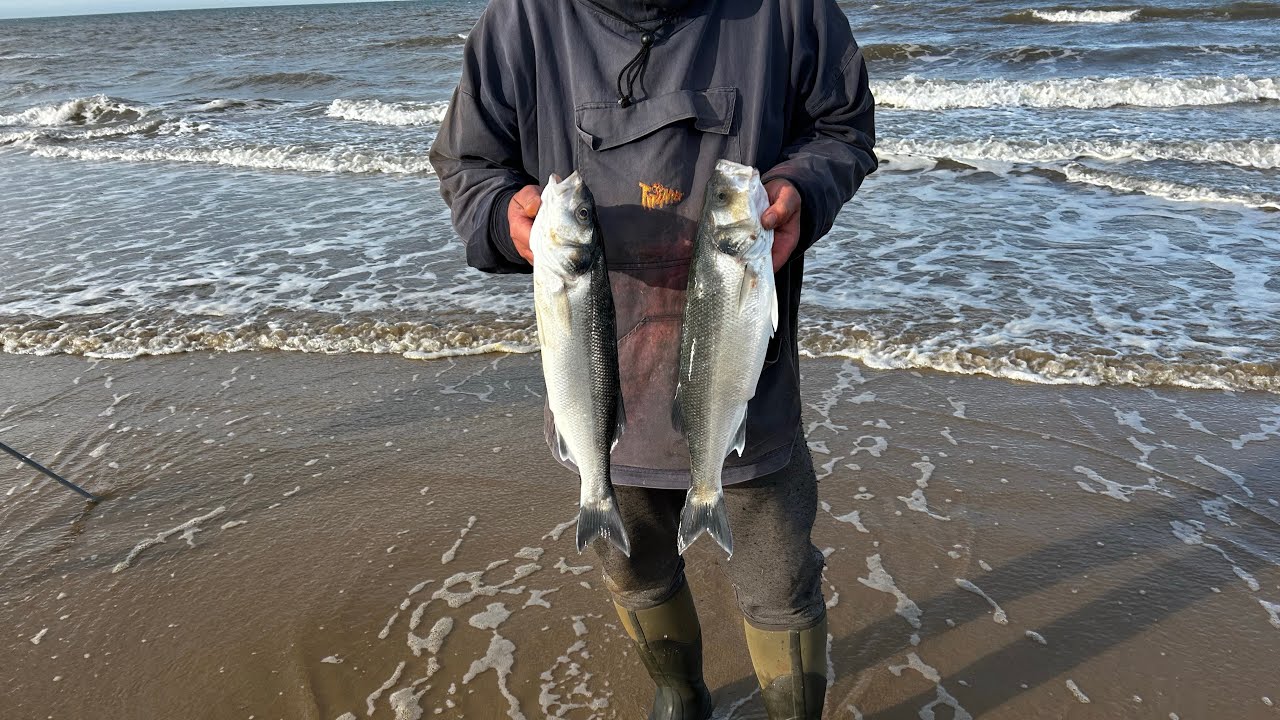 Shore Fishing For Bass | Bass Fishing UK | Amazing Session On The Bass And Flounder!