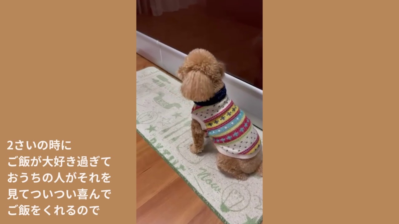 糖尿病犬日記vol.1