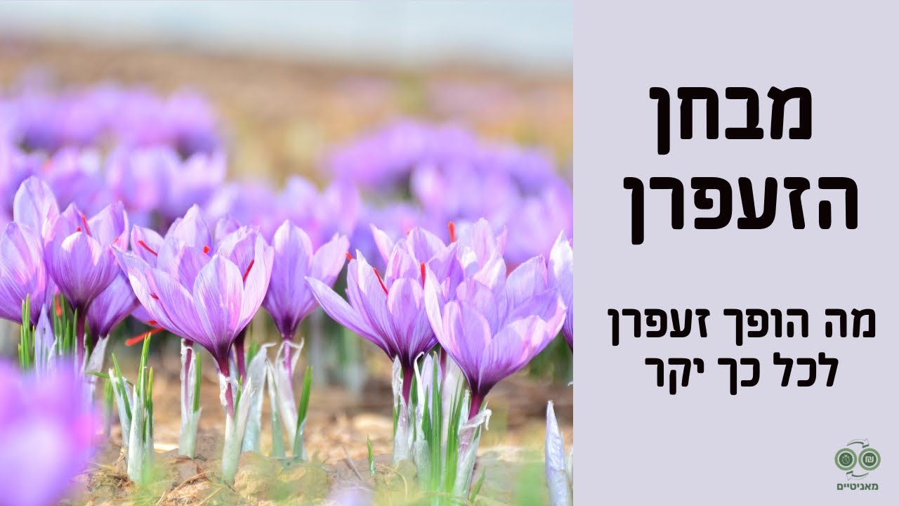 מבחן הזעפרן: למה זעפרן כל כך יקר ומה ההבדלים בין זעפרן איראני לזעפרן טורקי/אזרי?