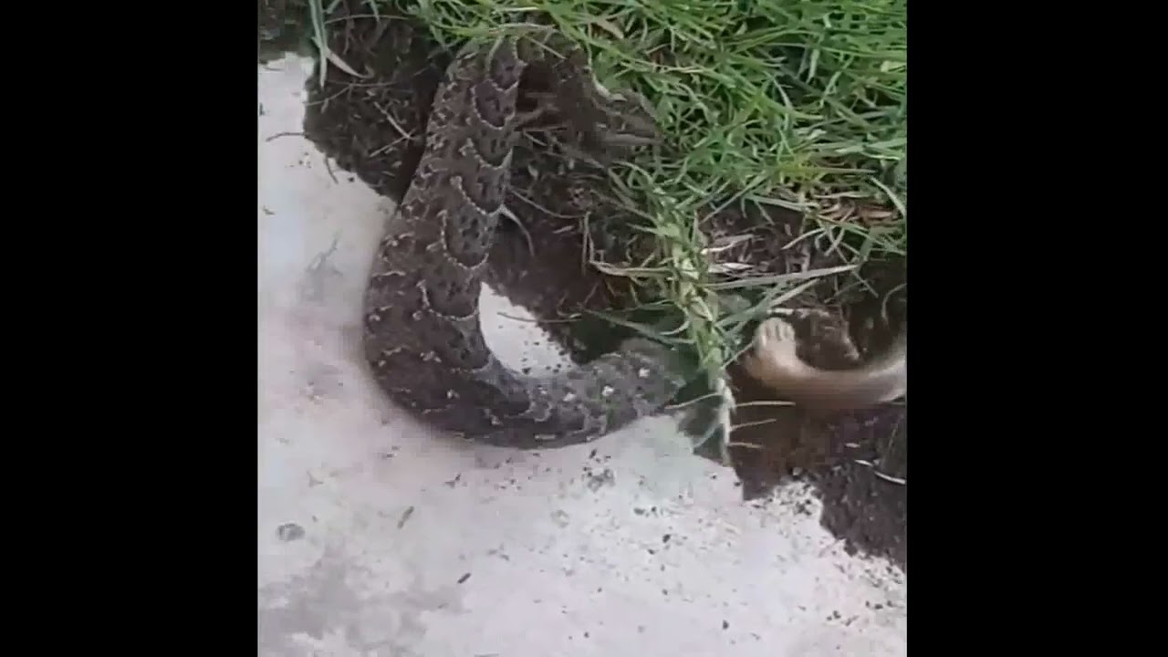 King Cobra vs Puff Adder, which one is going to win #shorts #king cobra #kingcobra #puff adder