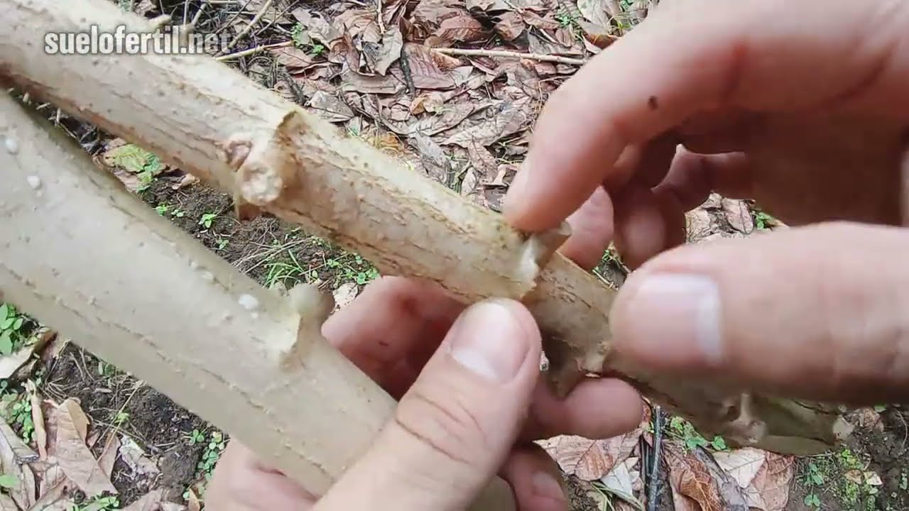 4 FORMAS para SEMBRAR YUCA y tener MAXIMA PRODUCCION ✅  Cómo SEMBRAR YUCA (Mejores cosechas)