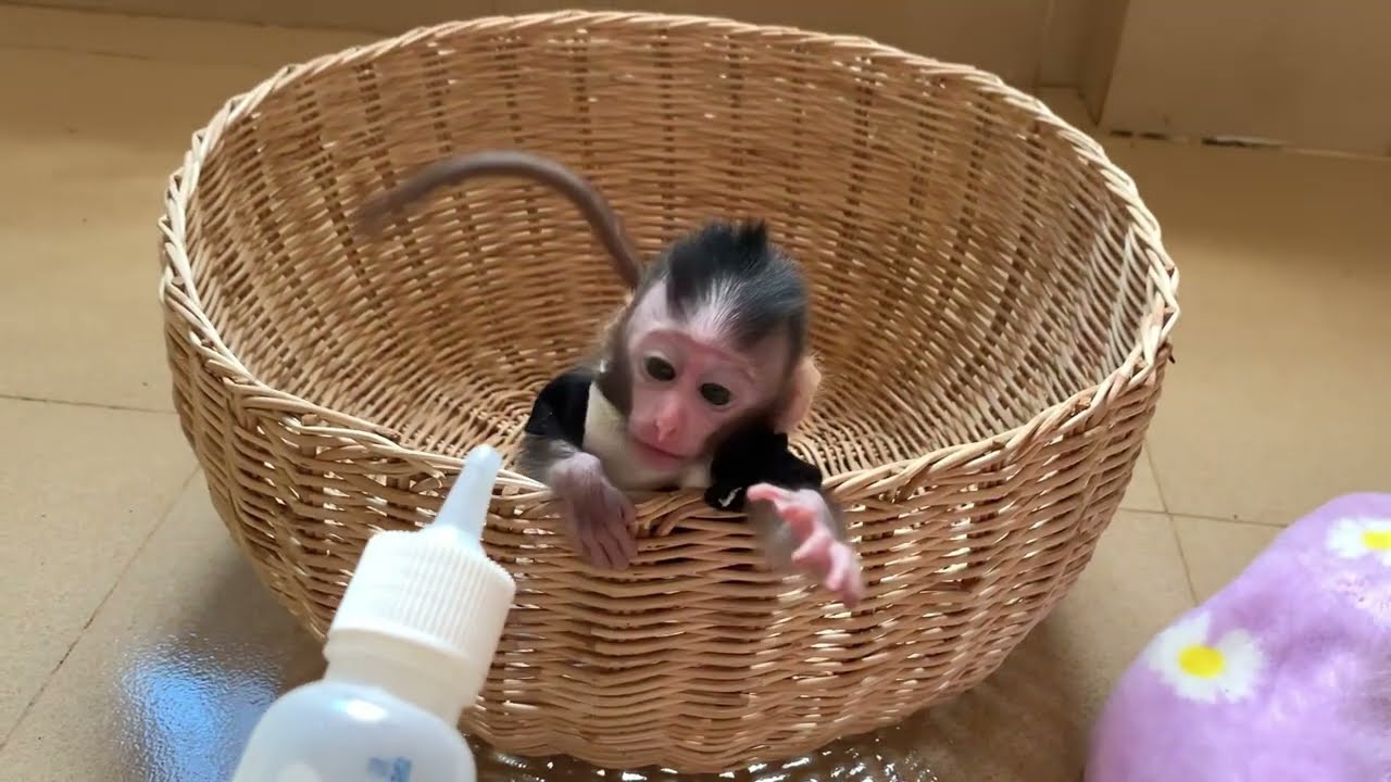 Sadd BB Monkey calling mom for some milk in the morning