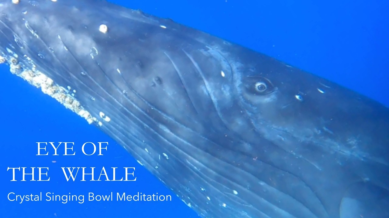 Eye of Humpback Whale Mama, Baby, and Escort with Crystal Singing Bowl Sound Meditation