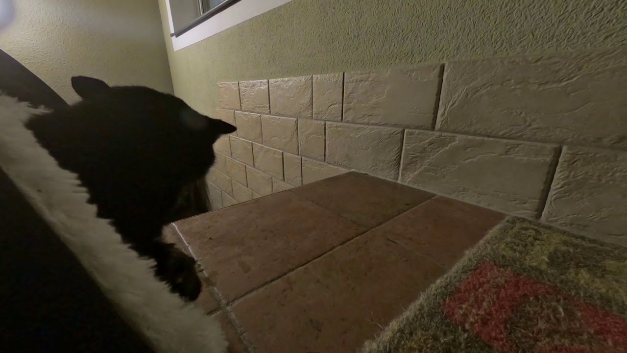Waschbären vs Katze