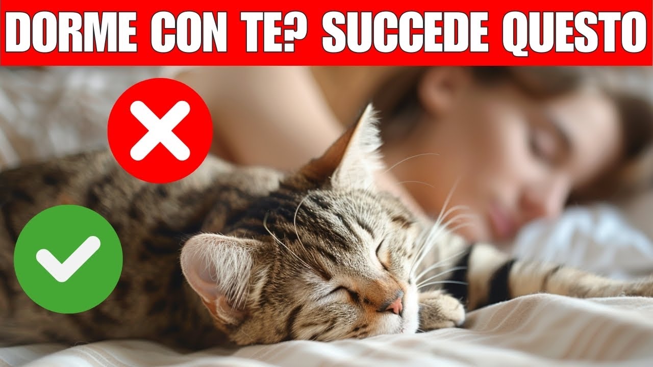 Se dormi tutte le notti con il tuo gatto, succede questo | Lo devi sapere