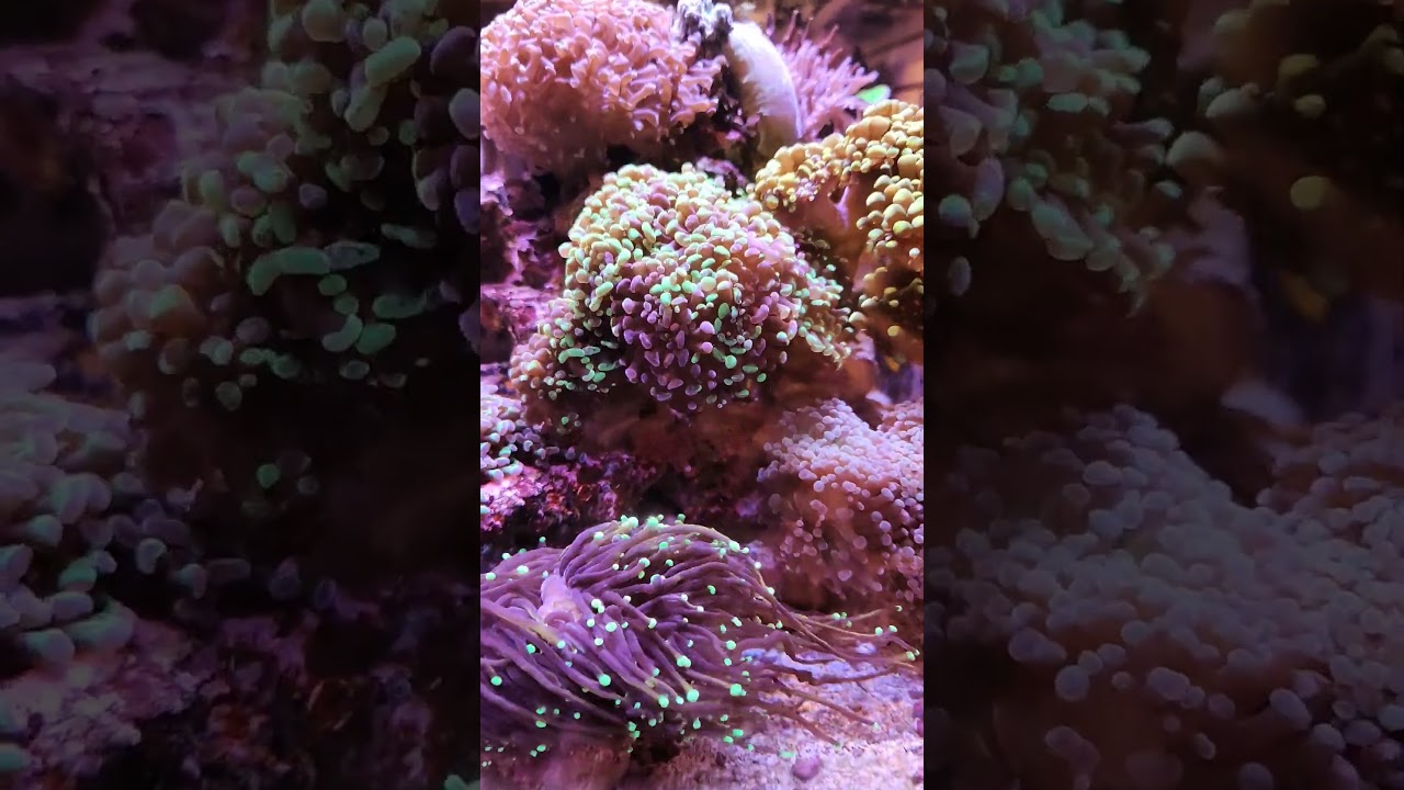 How fast do hammer corals grow
