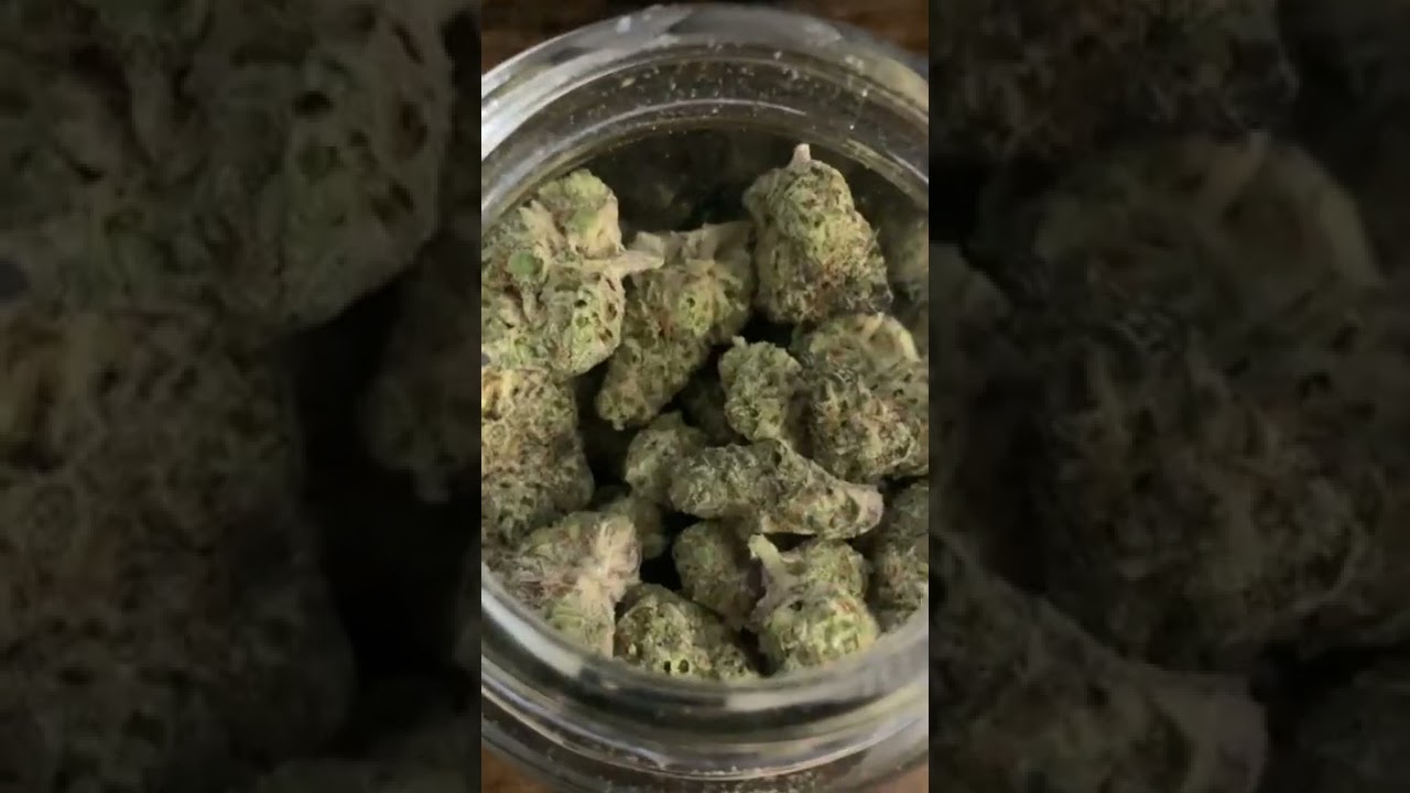 Lollypop- Bedford Grow