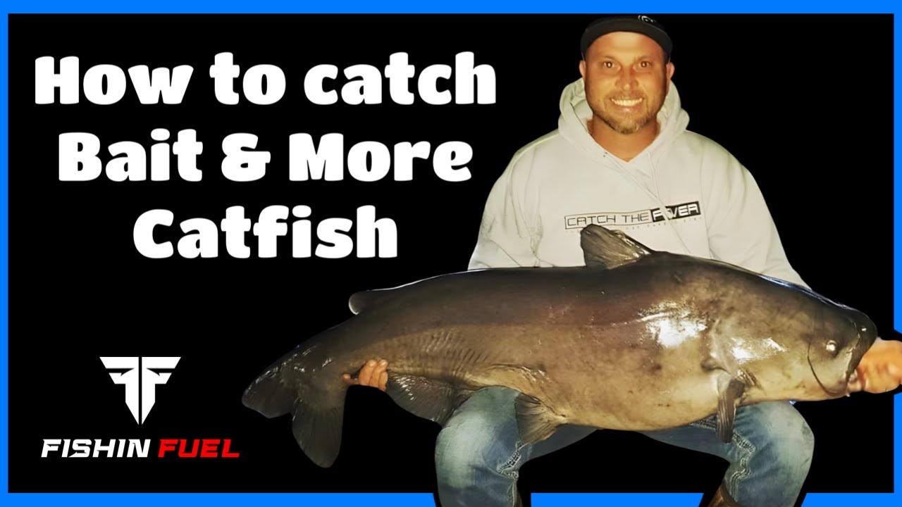 How To Target Bait & Catfish