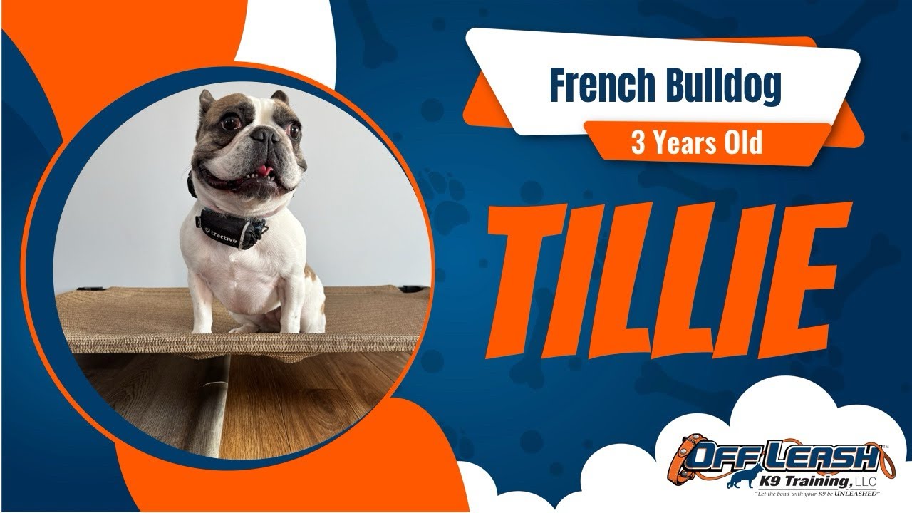 1wk Freedom B&T | 3 year old | French Bulldog | Tillie | Indianapolis, IN