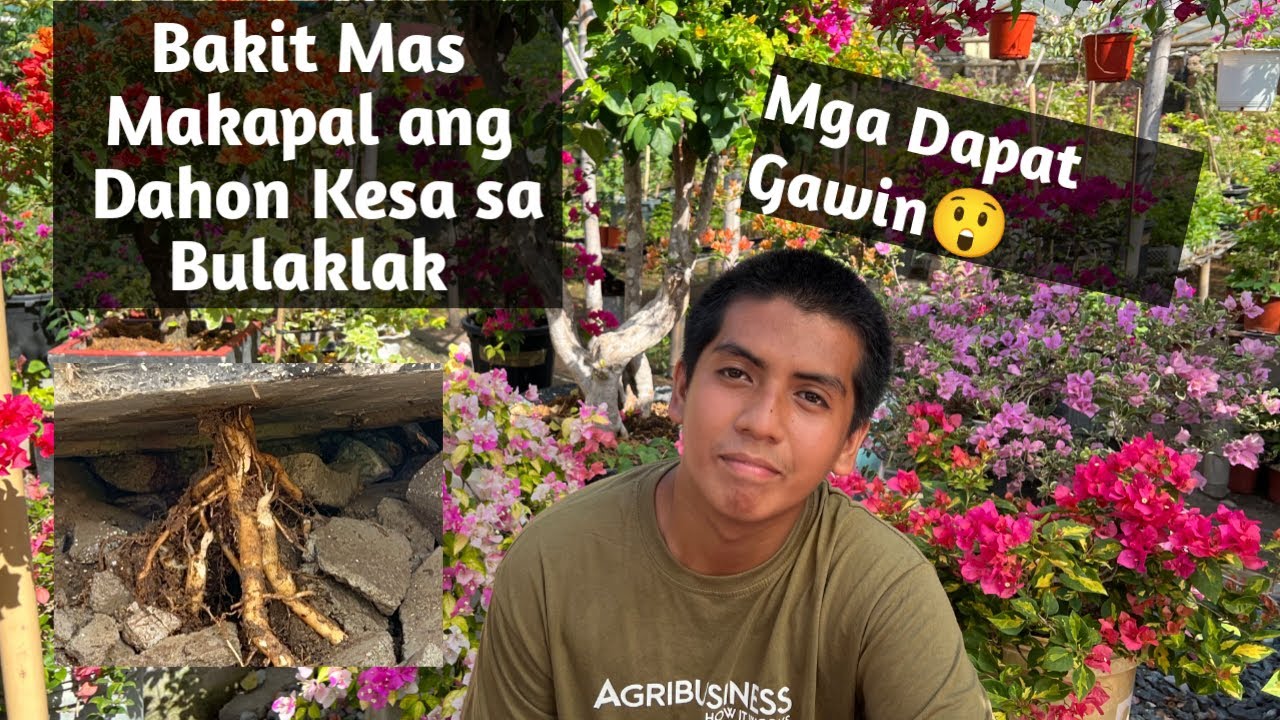 Ano ang Dahilan kung Bakit Mas Marami ang Dahon kesa sa Bulaklak ng Bougainvillea