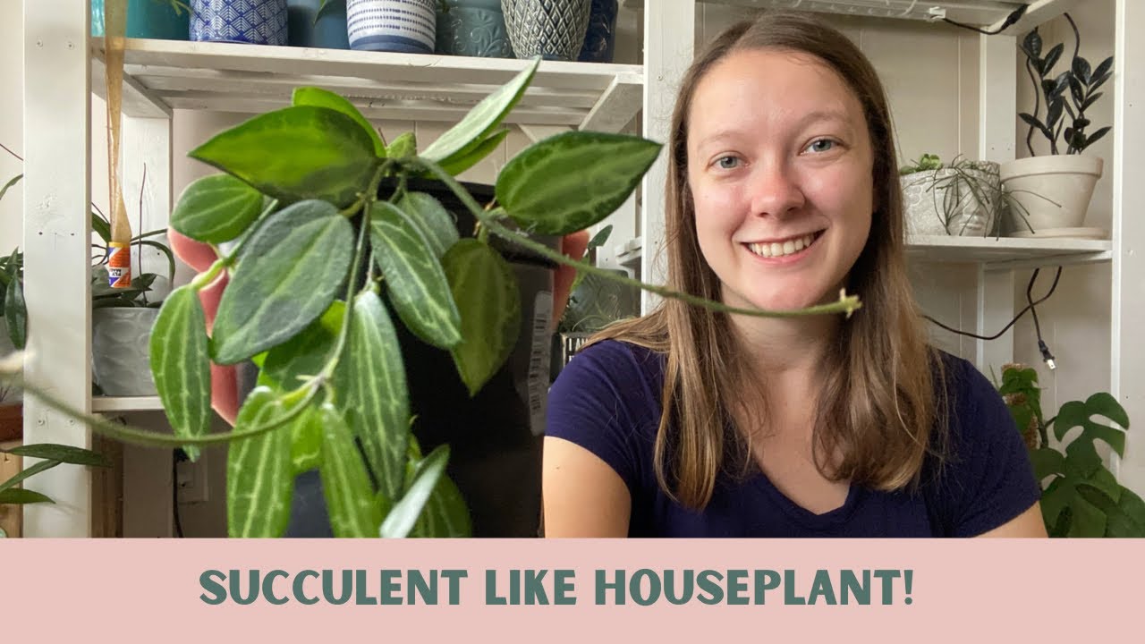 DISCHIDIA OVATA: Care Tips and Tricks