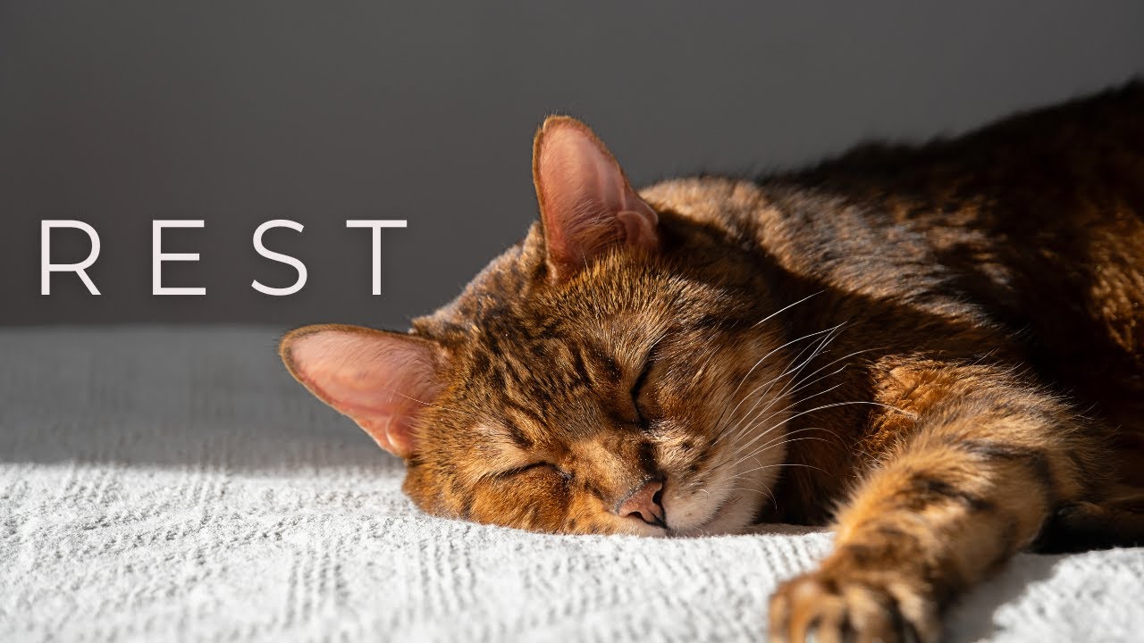 Why Cats Sleep So Much | A Sign of Safety