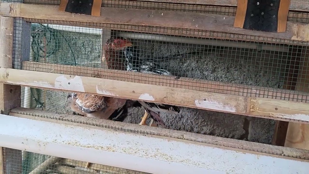 UPDATE PERKEMBANGAN AYAM BANGKOK USIA 2-3 BULAN DI KANDANG PETERNAK ASLI 
