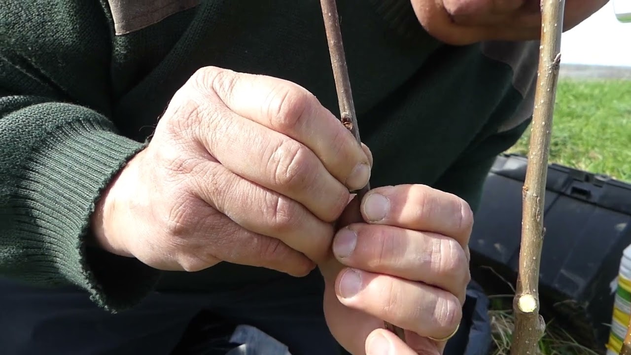 153# Comment réussir la greffe du plaqueminier (du kaki) ?