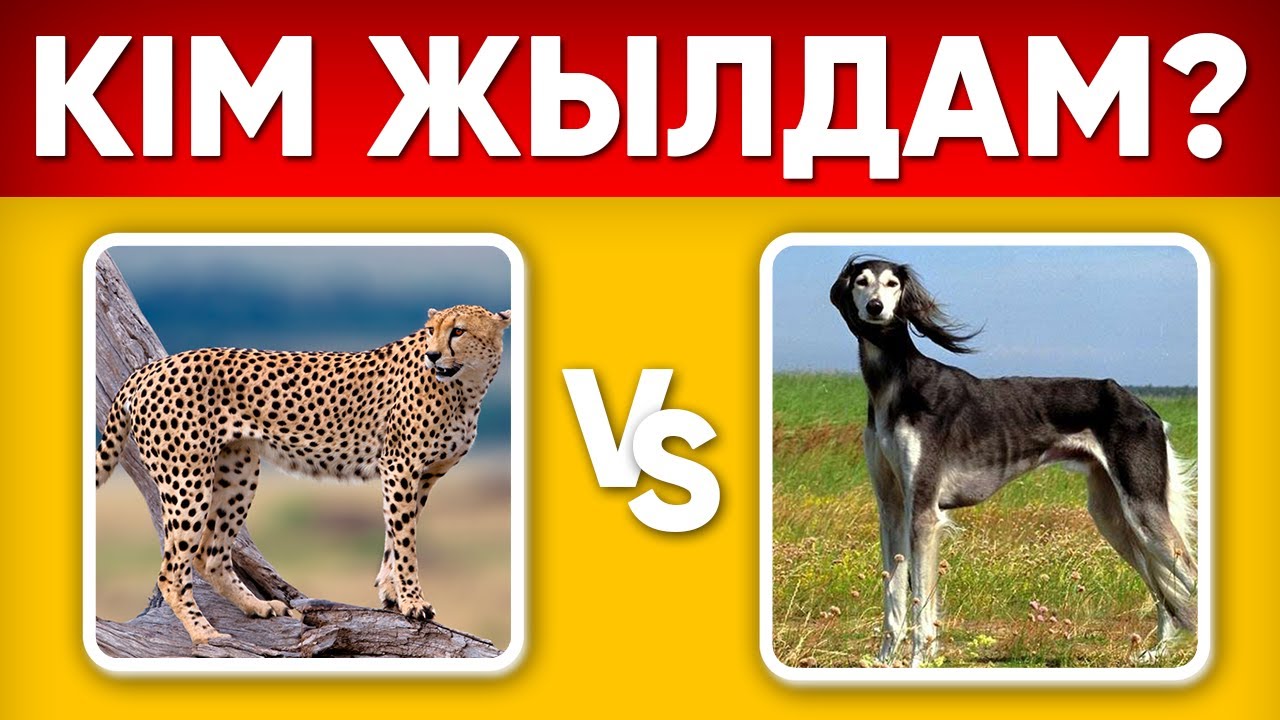 ҚАЙ ЖАНУАР ЖЫЛДАМ? | ҚАЗАҚША ЛОГИКАЛЫҚ СҰРАҚТАР\10 СЕКУНДТТА ЖАУАП БЕР/КАЗАКША QUIZ🧠