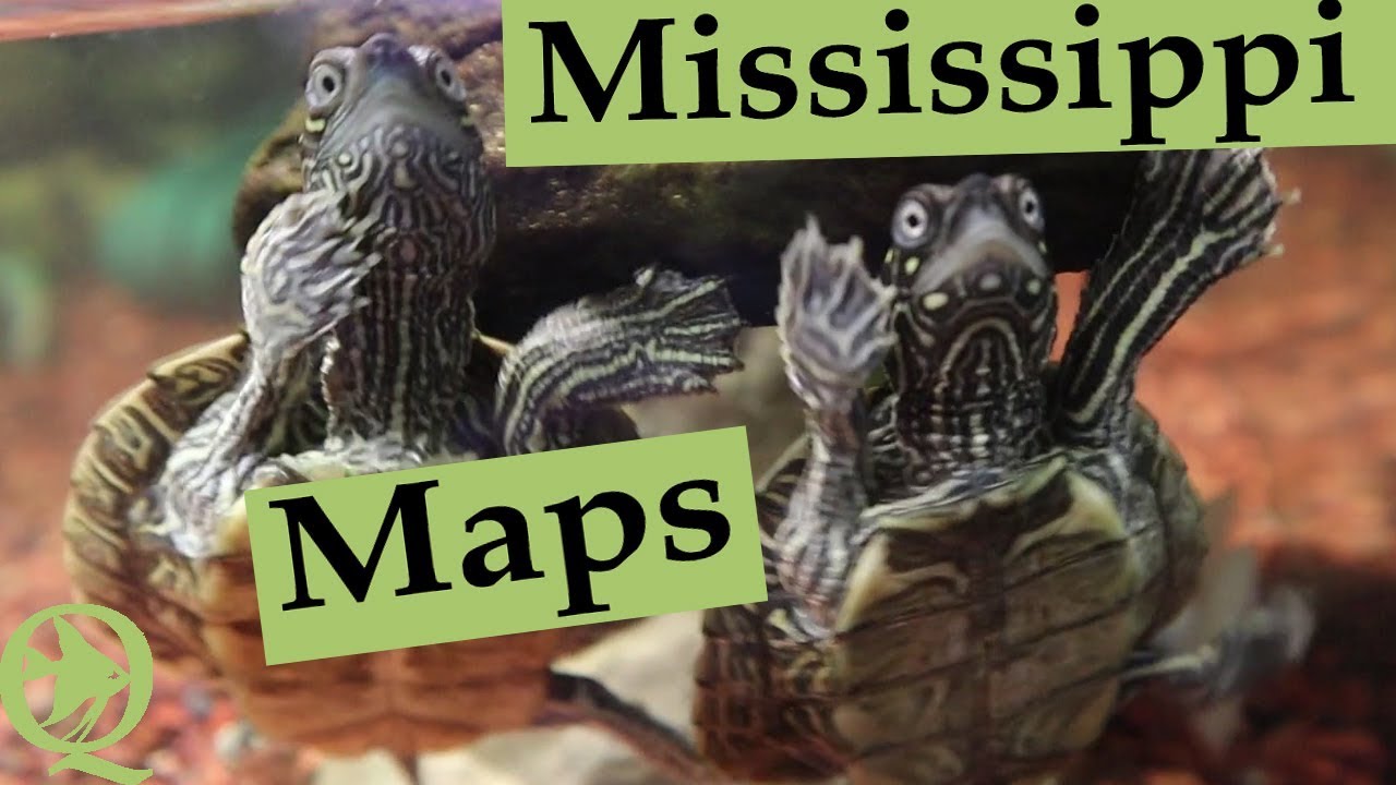 Mississippi Map Turtle Pond