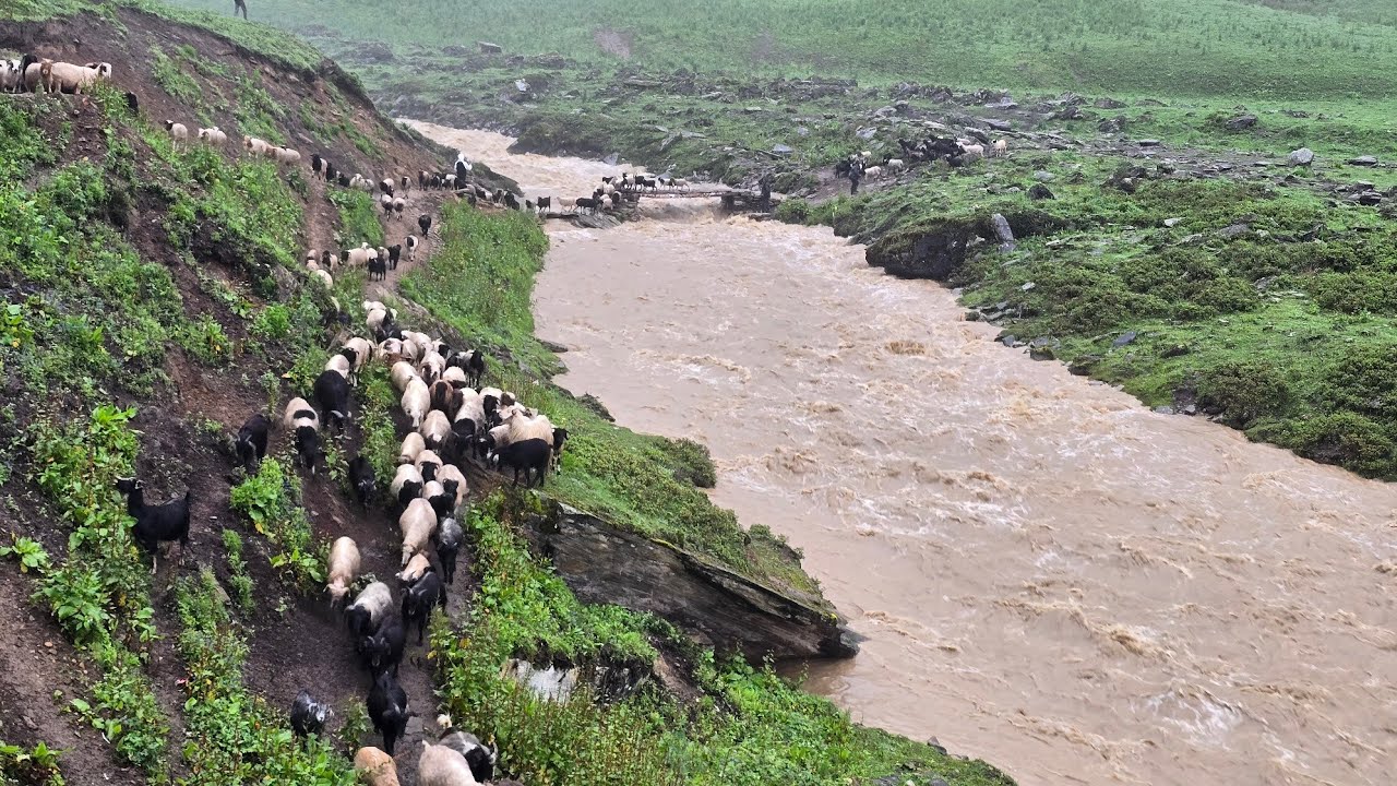 This is Himalayan Life | Himalayan sheep Shepherd Life । sheep wool cutting | Village Life । Ep-322