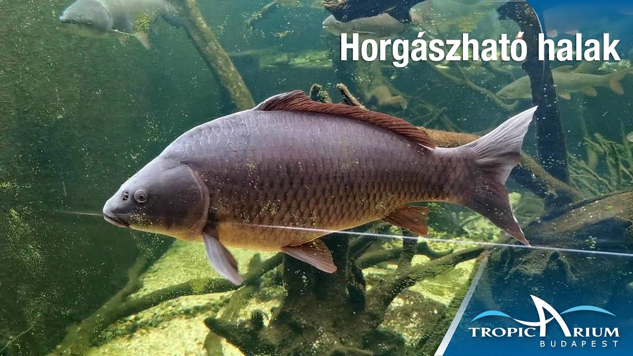 Horgászható halak