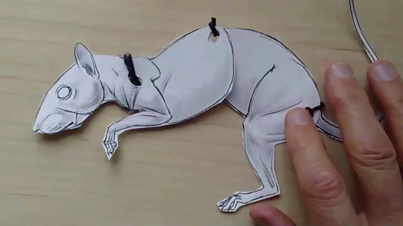 How to Draw Squirrels