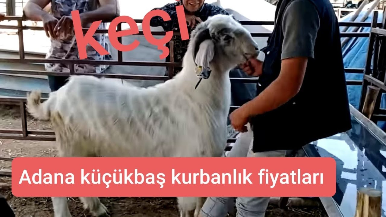 ADANA KÜÇÜKBAŞ HAYVAN PAZARI YÜREĞİR OTOGARI KABURGACI YAŞAR KARŞISI