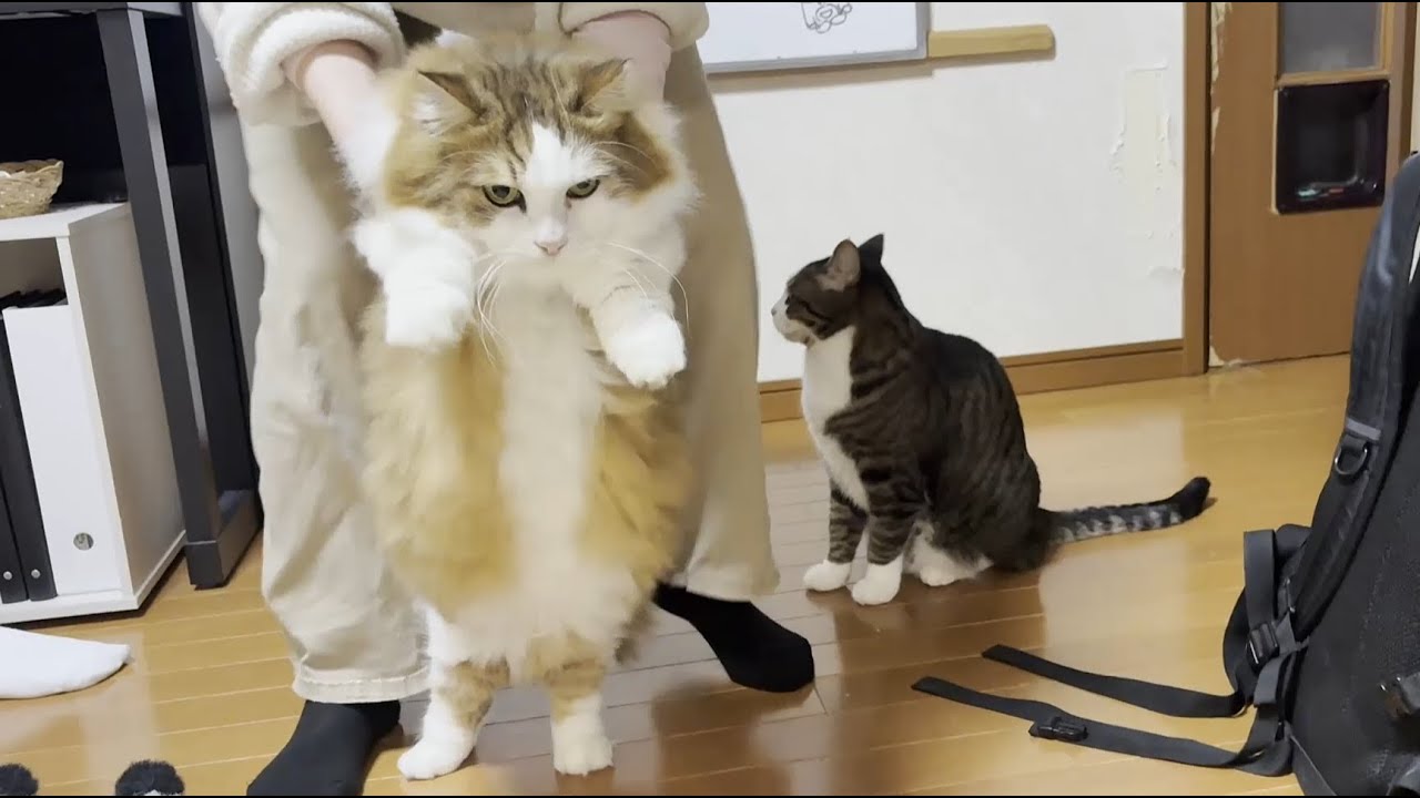 冬季限定、お尻の毛だけ刈られる猫