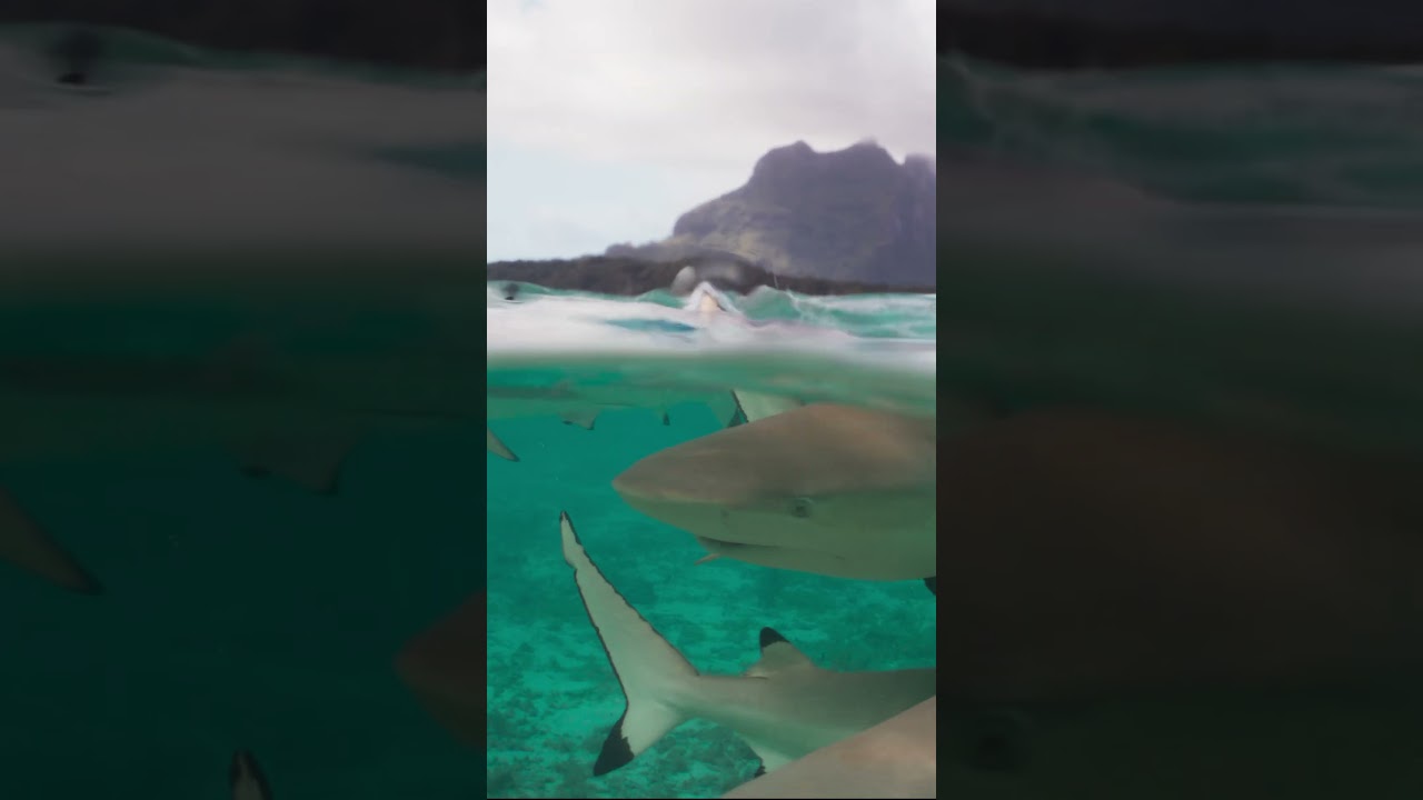 Blacktip reef sharks of French Polynesia #saveourseasfoundation #conservation #blacktipreefshark