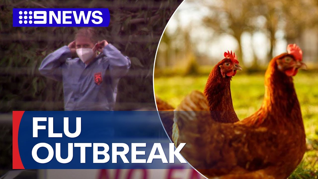 Potential egg shortages as new strain of bird flu detected | 9 News Australia