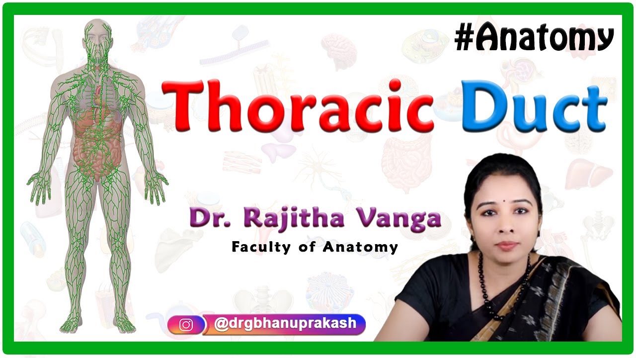 Thoracic duct Anatomy - Tributaries, Drainage and Clinical aspects