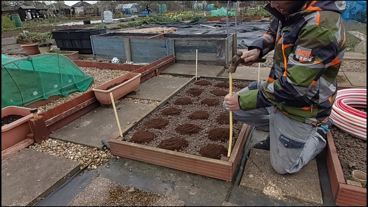 Allotment spring planting onions & garlic