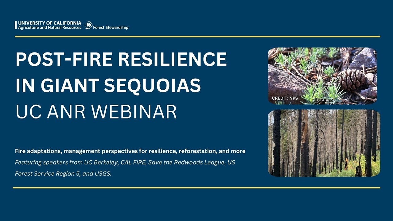 Post-Fire Resilience in Giant Sequoias
