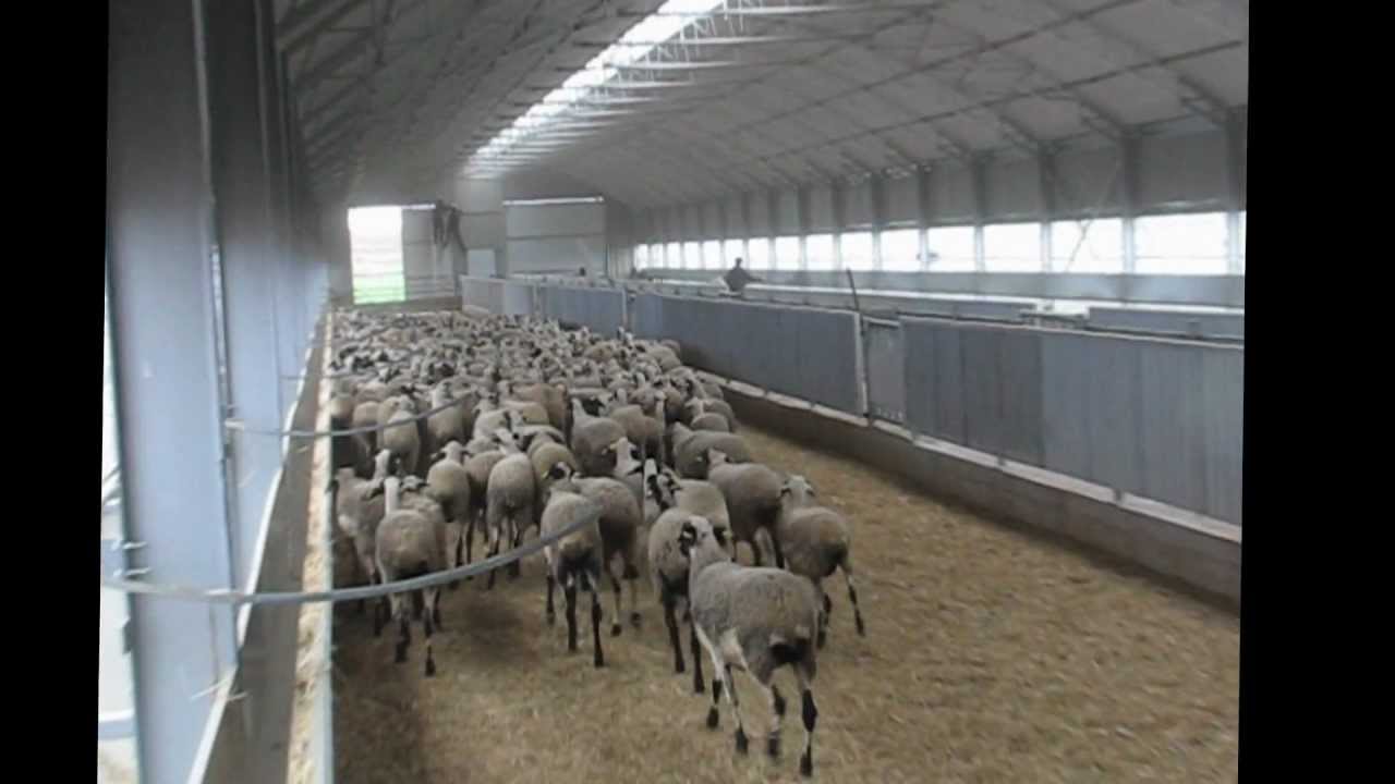 metallion Ποιμνιοστάσια συμβατικά και τύπου toll.wmv