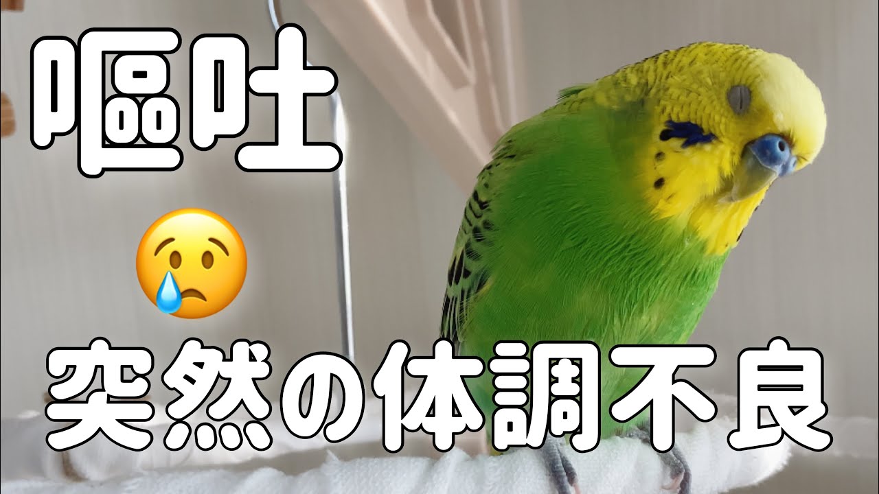 放鳥していたら突然嘔吐…急いでその日のうちに病院へ。