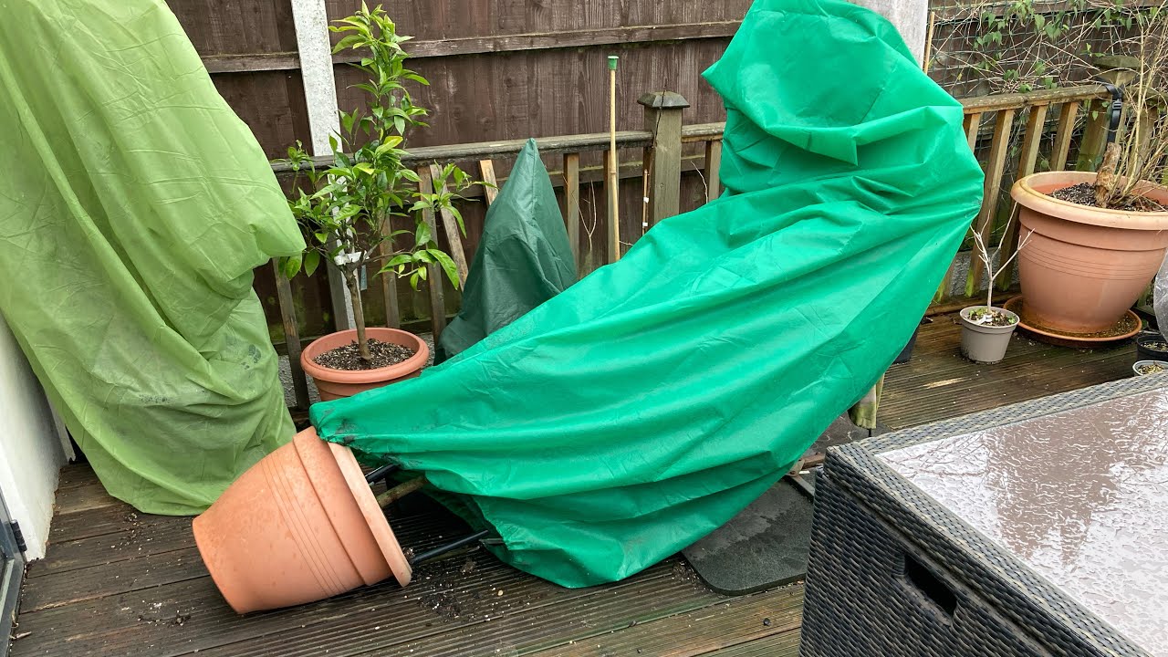Avocado blows over yet again but at least I can take a peek under the fleece cover 😬