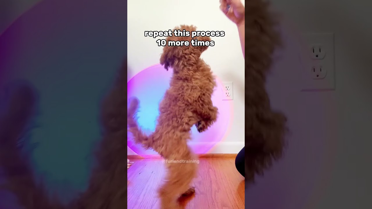 Teach Your Puppy to Sit in 60 seconds!! #shorts