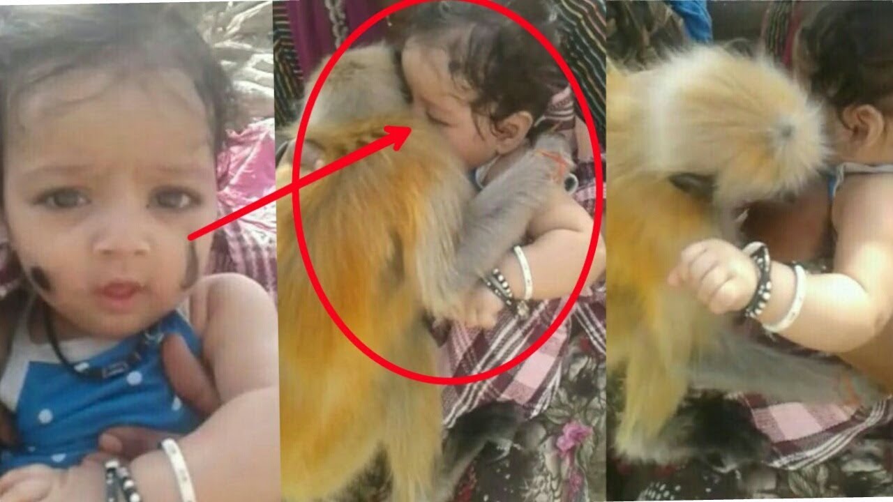 Cute Video: Special Relationship Between Monkey And Baby..Monkey Hugging And Kissing The Baby.