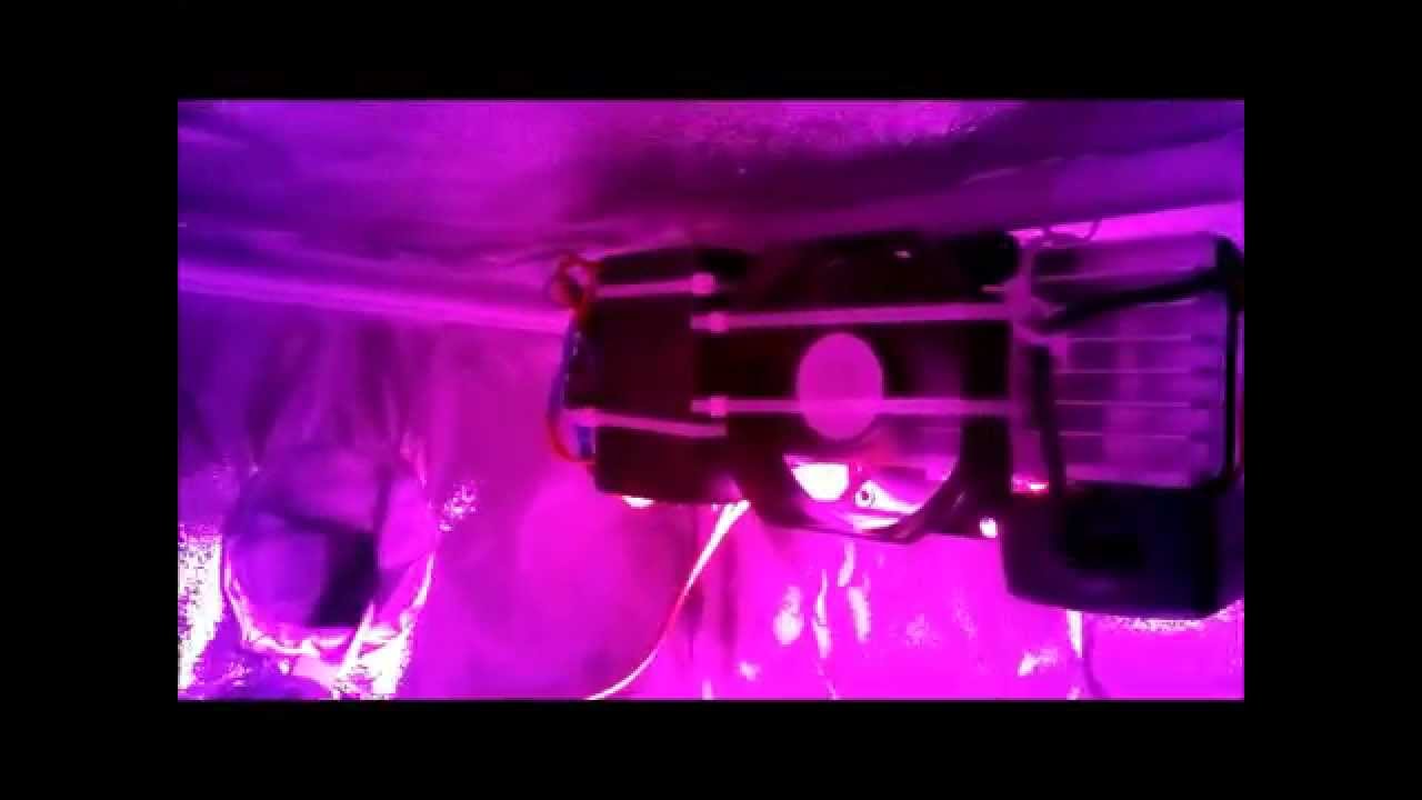 100w led grow