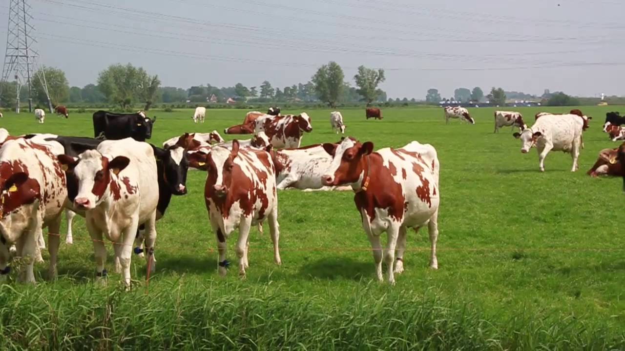 Wapenveld promotie 2016 (TIP)
